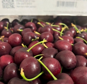 Cherry Đỏ Stemilt Mỹ - Size 9.0