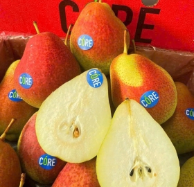 Lê Má Hồng Nam Phi 