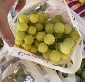 Nho xanh Cordoma Autumn Crisp