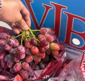 Nho đỏ úc